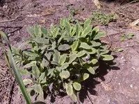 jpg2.webp