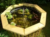Teichpflanzen.webp