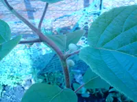 DSC00034.webp