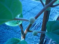 DSC00035.webp