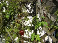 DSCN0051.webp