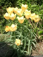 CIMG3528.webp