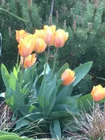 CIMG3530.webp