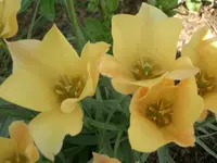 CIMG3527.webp