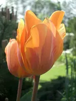 CIMG3531.webp