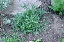 DSCF0003.webp