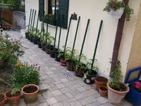 tomaten.webp