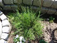 gras im lavendel.webp