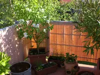 Garten04-2008 013.webp