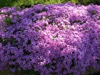 Garten04-2008 005.webp