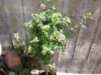 DSCN0052.webp