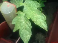 Tomate_1.webp