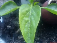Paprika_2.webp