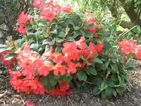 CIMG3529.webp