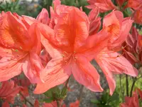 CIMG3523.webp