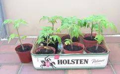 tomaten2.webp