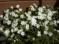 mai20072.webp