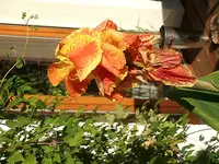 Canna getigert.webp
