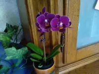 orchi I.webp