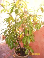 Pflanze2.webp