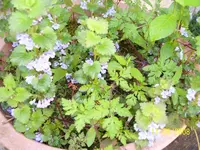 Blume 1.webp