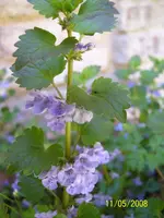 Blume 2.webp
