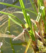 Bild 265.webp