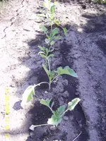 Garten 11-05-08 006.webp
