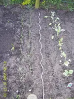 Garten 2008+1.Mal grillen 2008 018.webp