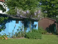 Blauregen 2.webp