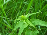 distel.webp