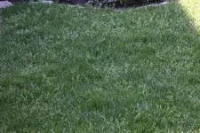 rasen1.webp