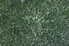 rasen2.webp