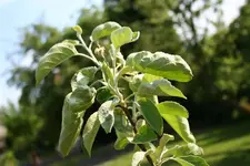 klein_20080513_0124.webp