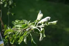 klein_20080513_0125.webp