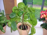DSCN0094.webp