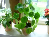 DSCN0098.webp