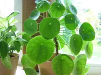 DSCN0100.webp