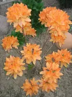 1_IMG_0383.webp