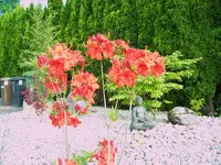 Azaleen3.webp