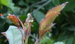 wurm.webp