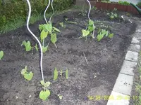 2. Garten 14-05-08 013.webp
