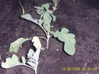 2. Garten 14-05-08 016.webp