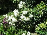 R0011784.webp