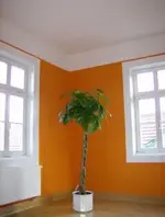 Mitbewohnerin.webp