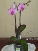 Neue Phal 2.webp