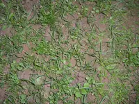 Rasenunkraut1.webp