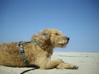 Snert193.webp