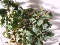 IMAG0565.webp