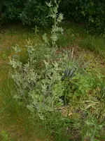 beet1.webp